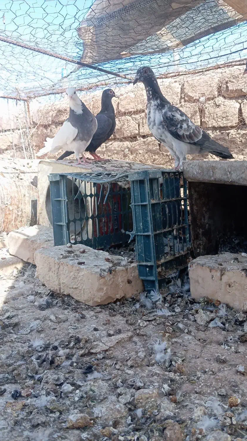 کفتر پرشی|پرنده|سده (خراسان جنوبی), |دیوار