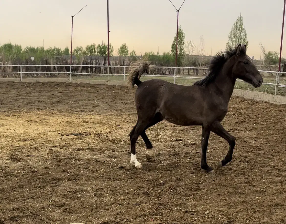 خرید و فروش اسب کرد و عرب اموزش سوارکاری|اسب و تجهیزات اسب‌سواری|تهران, سعیدآباد|دیوار