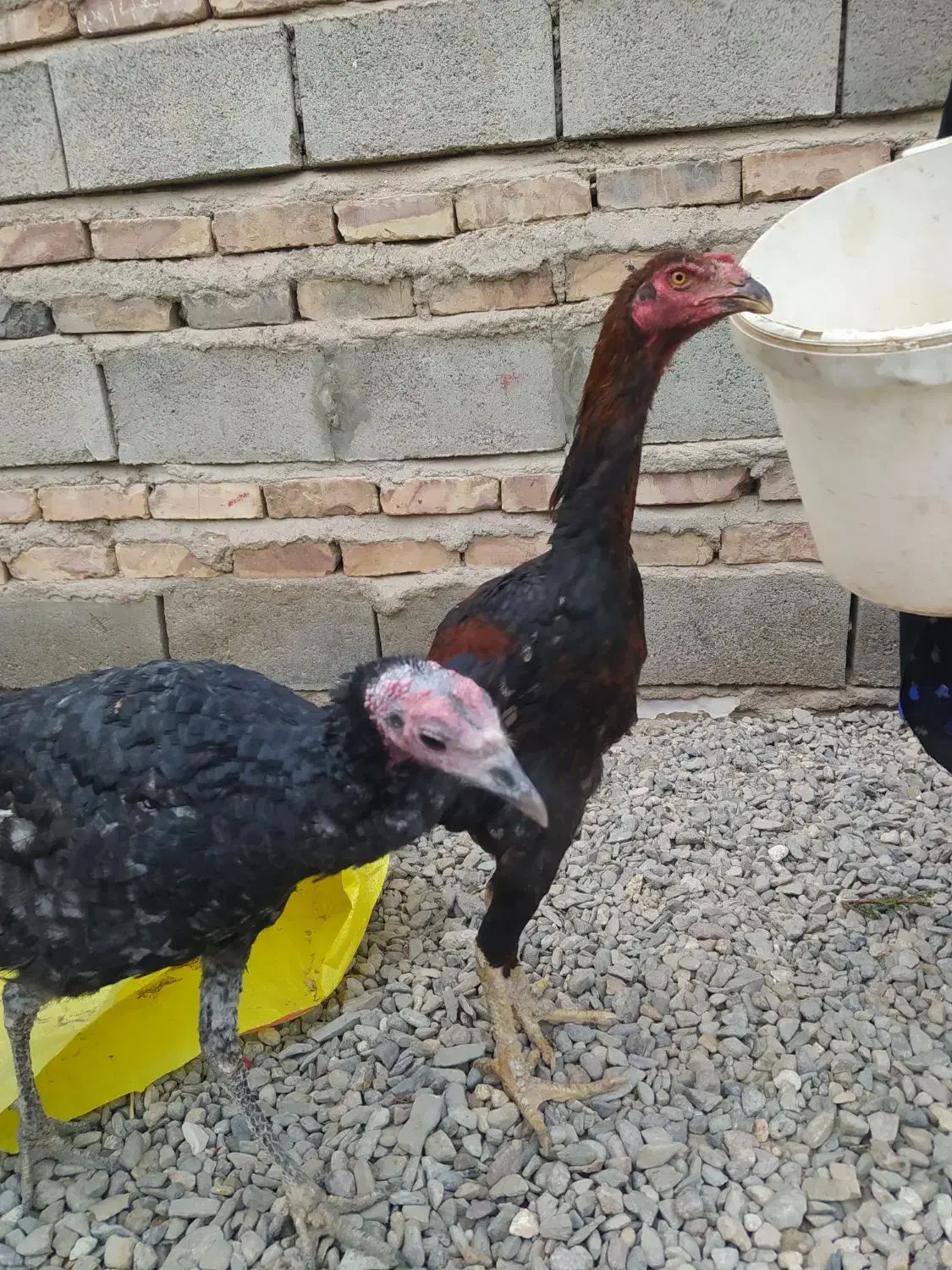 جوجه خروس لاری و مرغ|حیوانات مزرعه|خاش, |دیوار