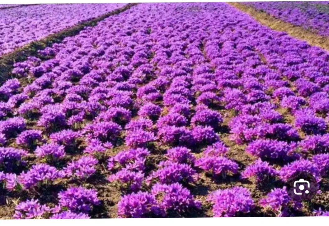 چند نفر کارگریم برای جمع کردن زعفران وپاک کردن|خدمات باغبانی و درختکاری|نیشابور, راه آهن|دیوار