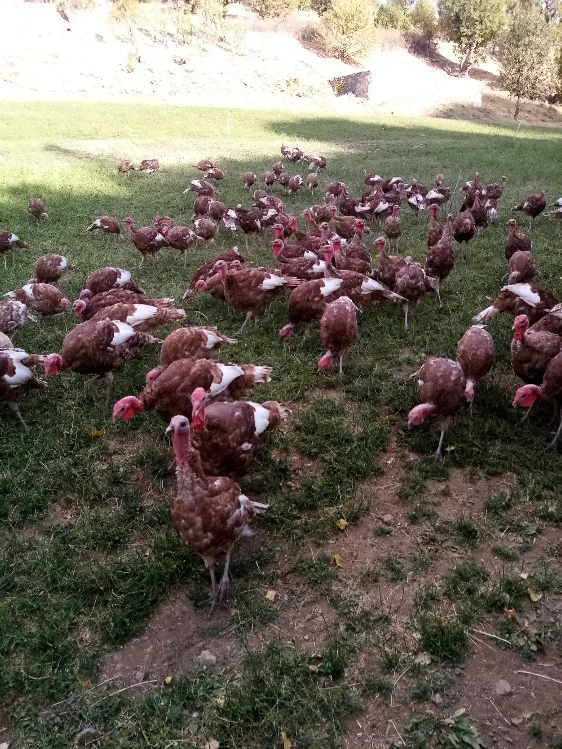 بوقلمون نر|حیوانات مزرعه|بانه, |دیوار