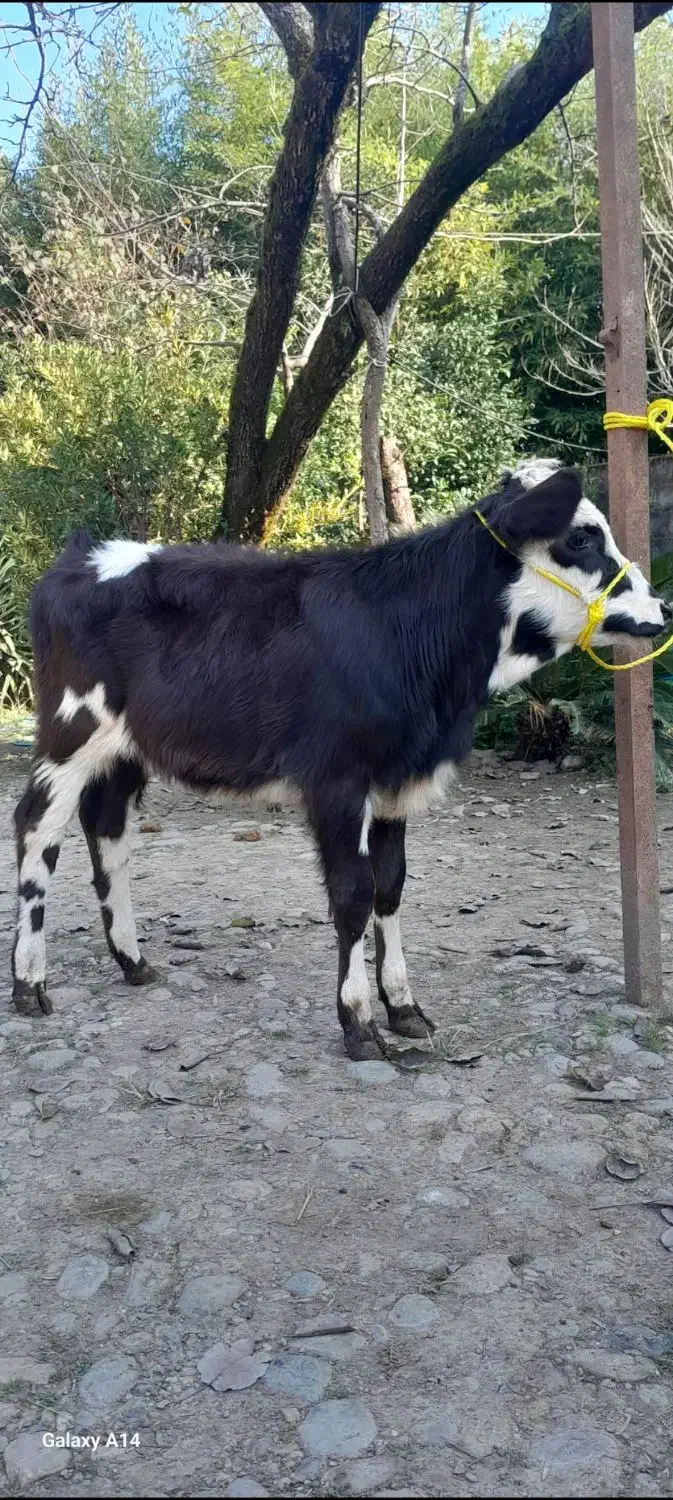 دوراس گوساله سیمینتال ماده لیشه گاو|حیوانات مزرعه|رشت, پل تالشان|دیوار