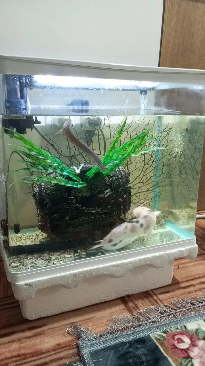 تزیینی|ماهی|دیلم, |دیوار