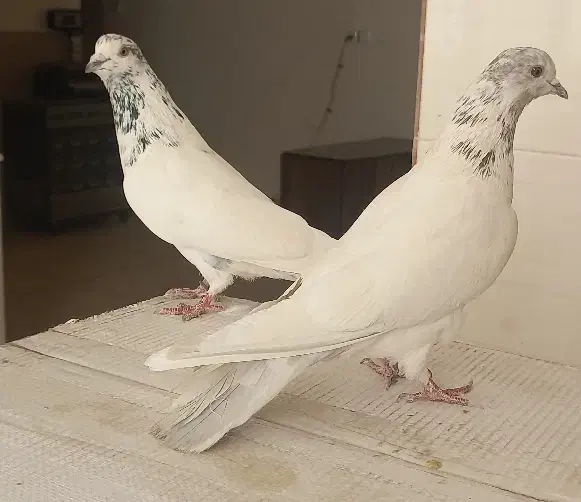 6عددکبوتر|پرنده|یزد, |دیوار