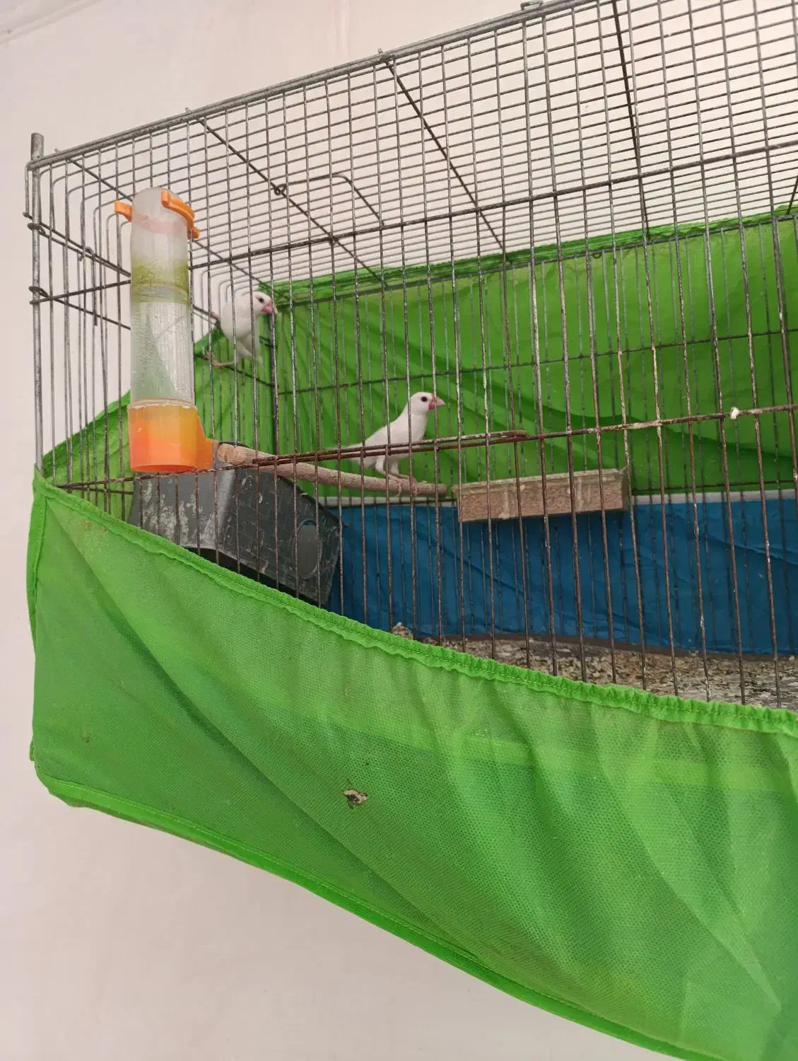 فنج نرگسی|پرنده|کرمان, |دیوار