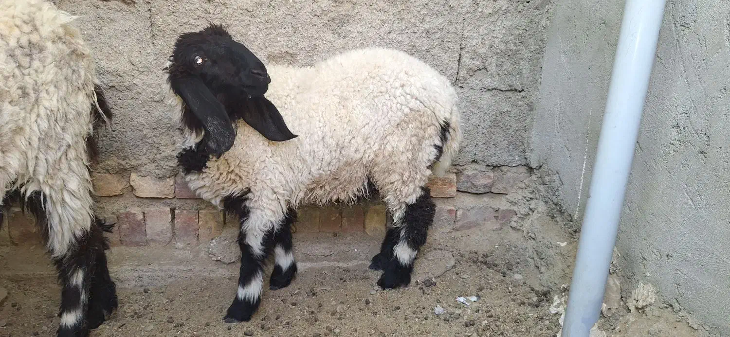 میش لتکی و بره|حیوانات مزرعه|سیب و سوران, |دیوار