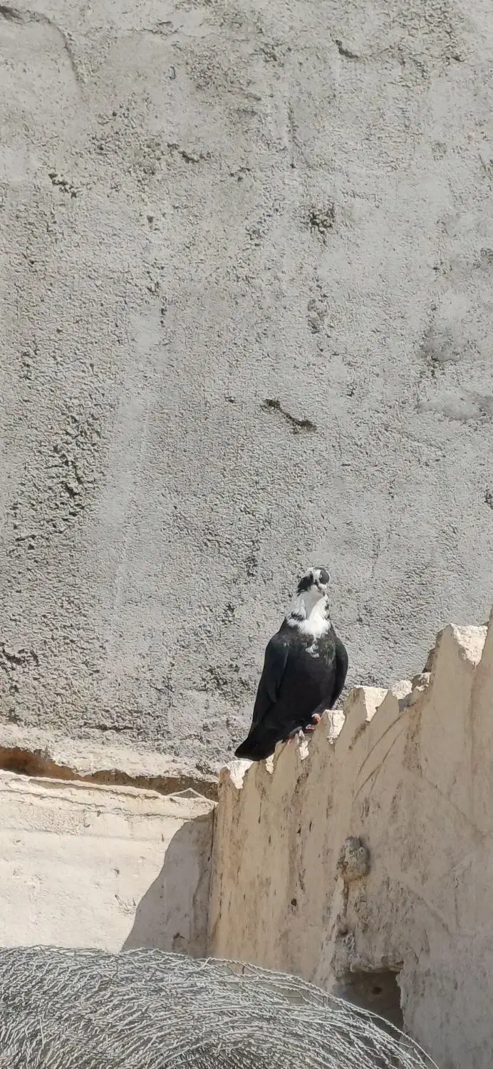 مخمل نر|پرنده|شبانکاره, |دیوار