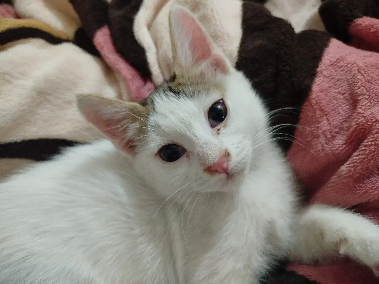 بچه گربه سه ماهه سفید|گربه|زابل, |دیوار