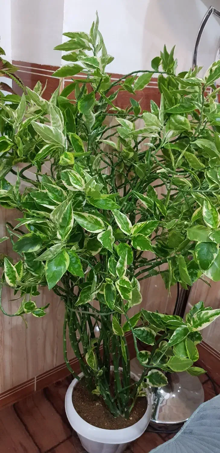 گل پدیلانتوس ابلق طبیعی|گل و گیاه طبیعی|بانه, |دیوار