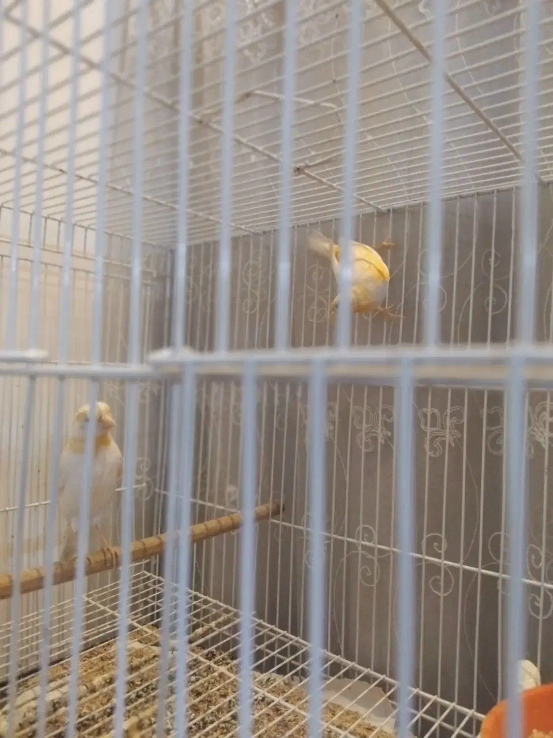 قناری موزائیکی و ردفاکتور|پرنده|مشهد, حسین‌آباد|دیوار