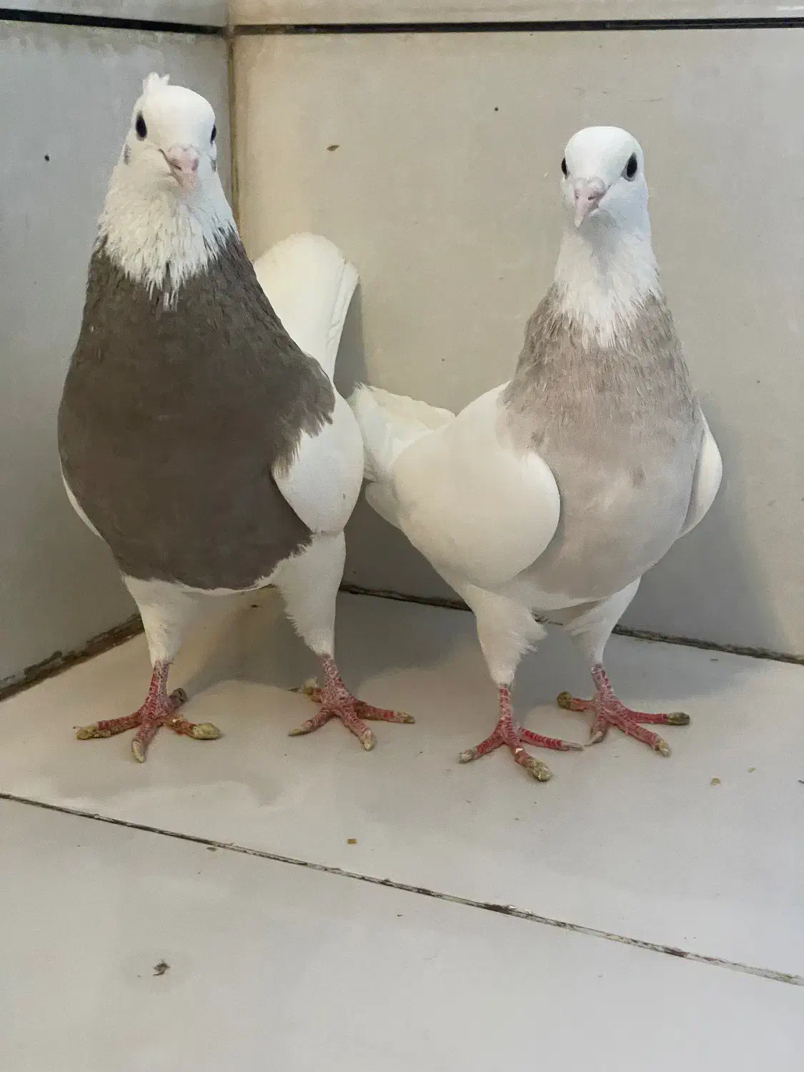 طوقی|پرنده|سرپل ذهاب, |دیوار