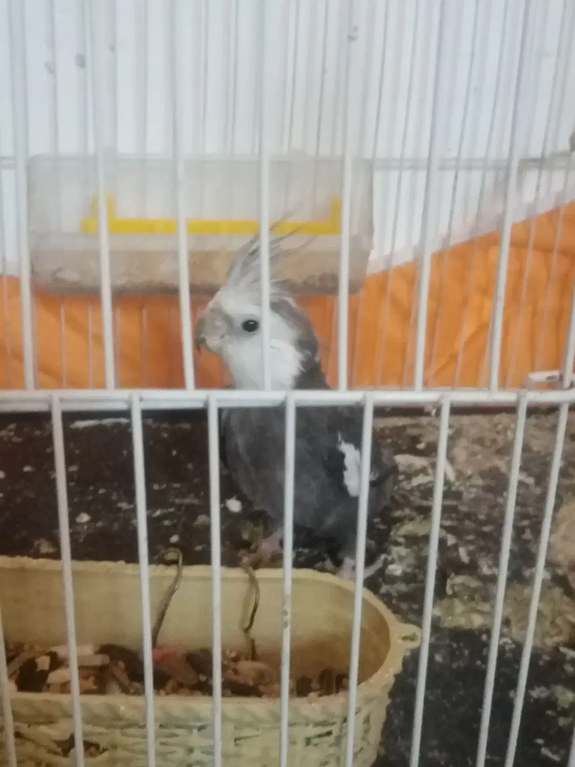 عروس هلندی نر|پرنده|جلگه رخ, |دیوار