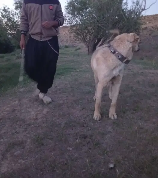 سگ عراقی|سگ|کبودرآهنگ, |دیوار