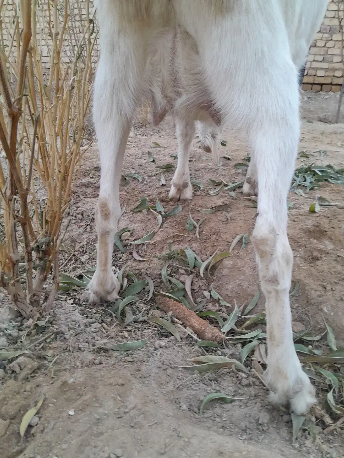 بزسانن اصل شکم دوم حامله سنگین سه قلوزا|حیوانات مزرعه|گلپایگان, |دیوار