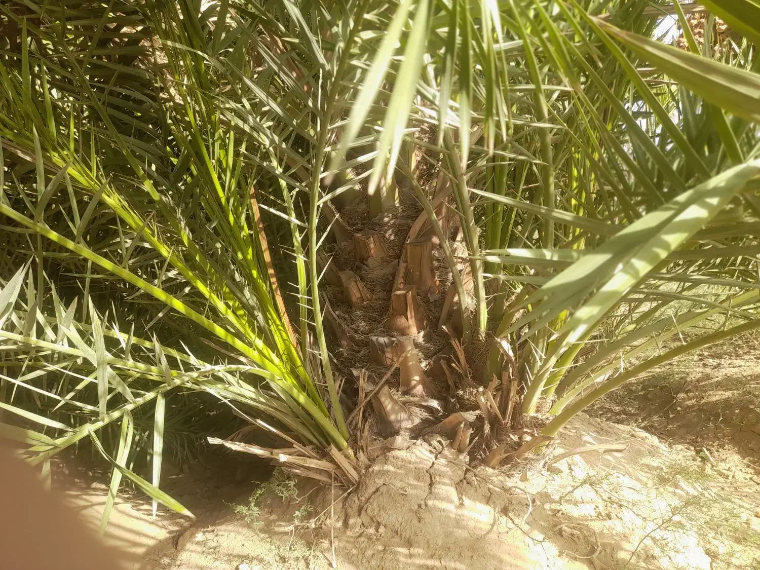 نخل برحی موجود است|خدمات باغبانی و درختکاری|رامشیر, |دیوار