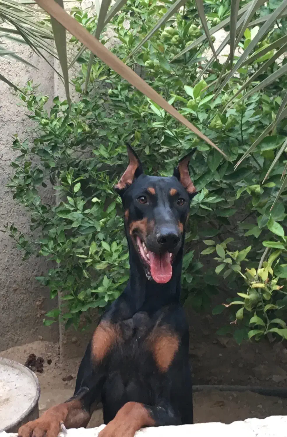 سگ دوبرمن|سگ|بوشهر, |دیوار