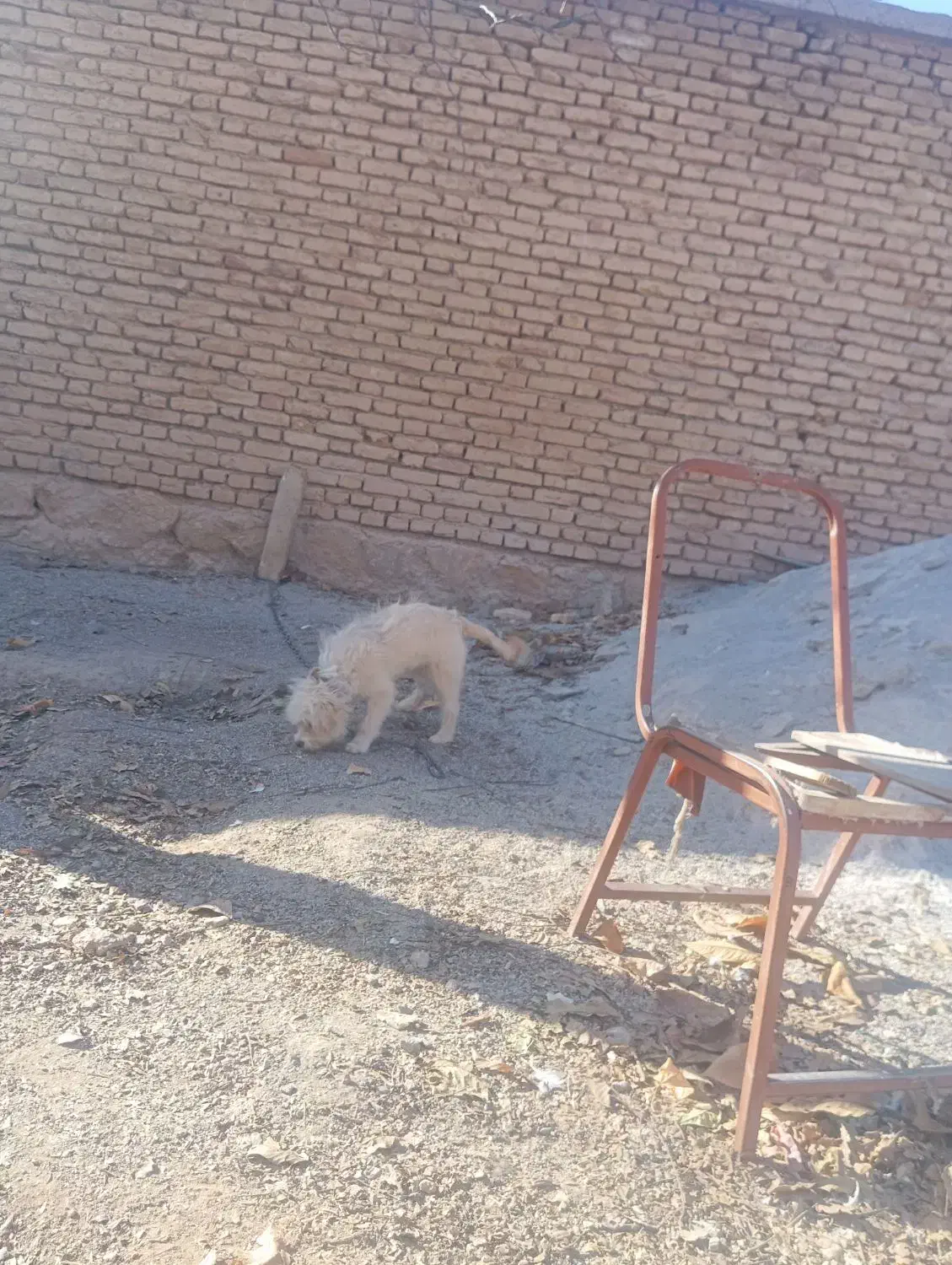 سگ پاکوتاه|سگ|فارسان, |دیوار