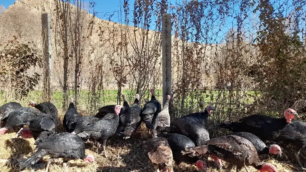 بوقلمون محلی باکیفیت و ارگانیک|حیوانات مزرعه|بجنورد, |دیوار