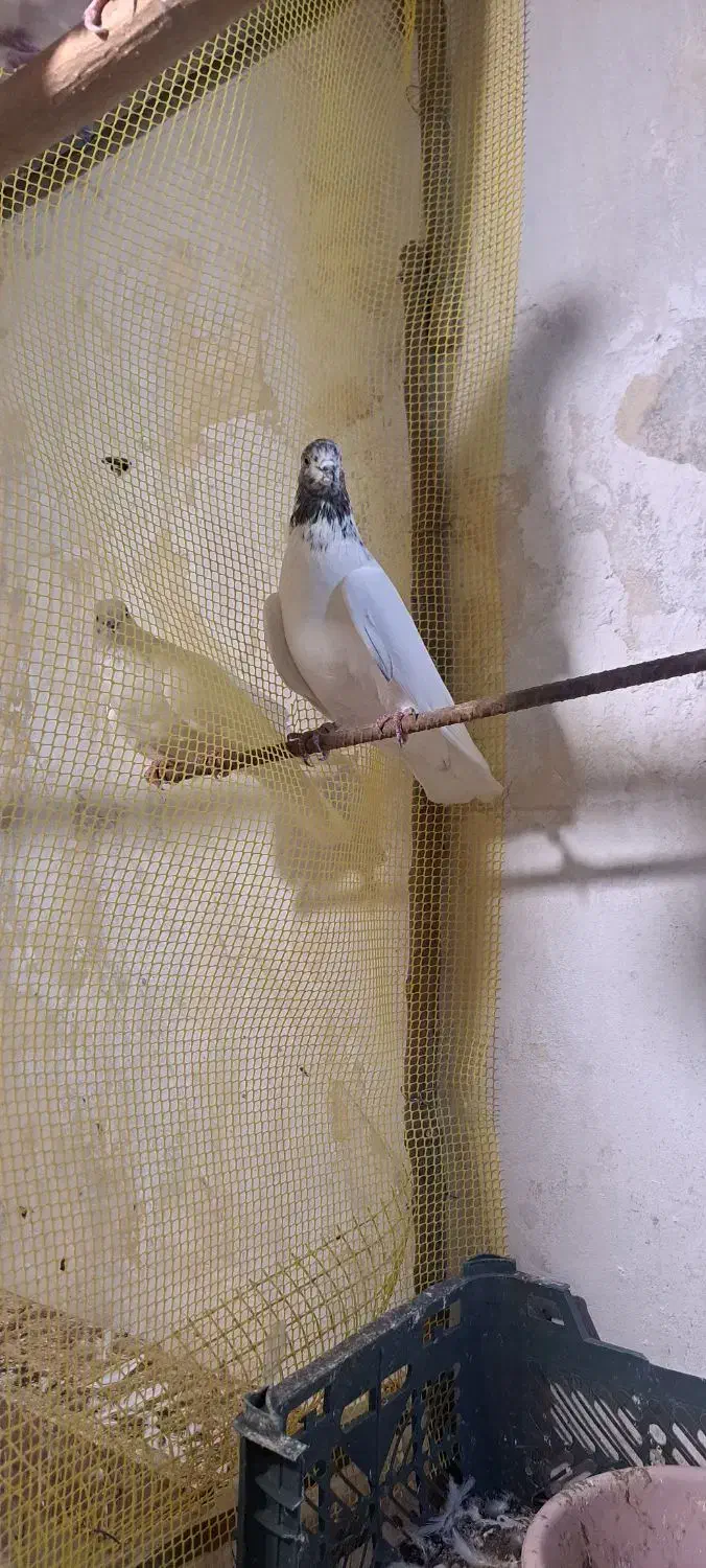 کبوتر|پرنده|گرگان, |دیوار