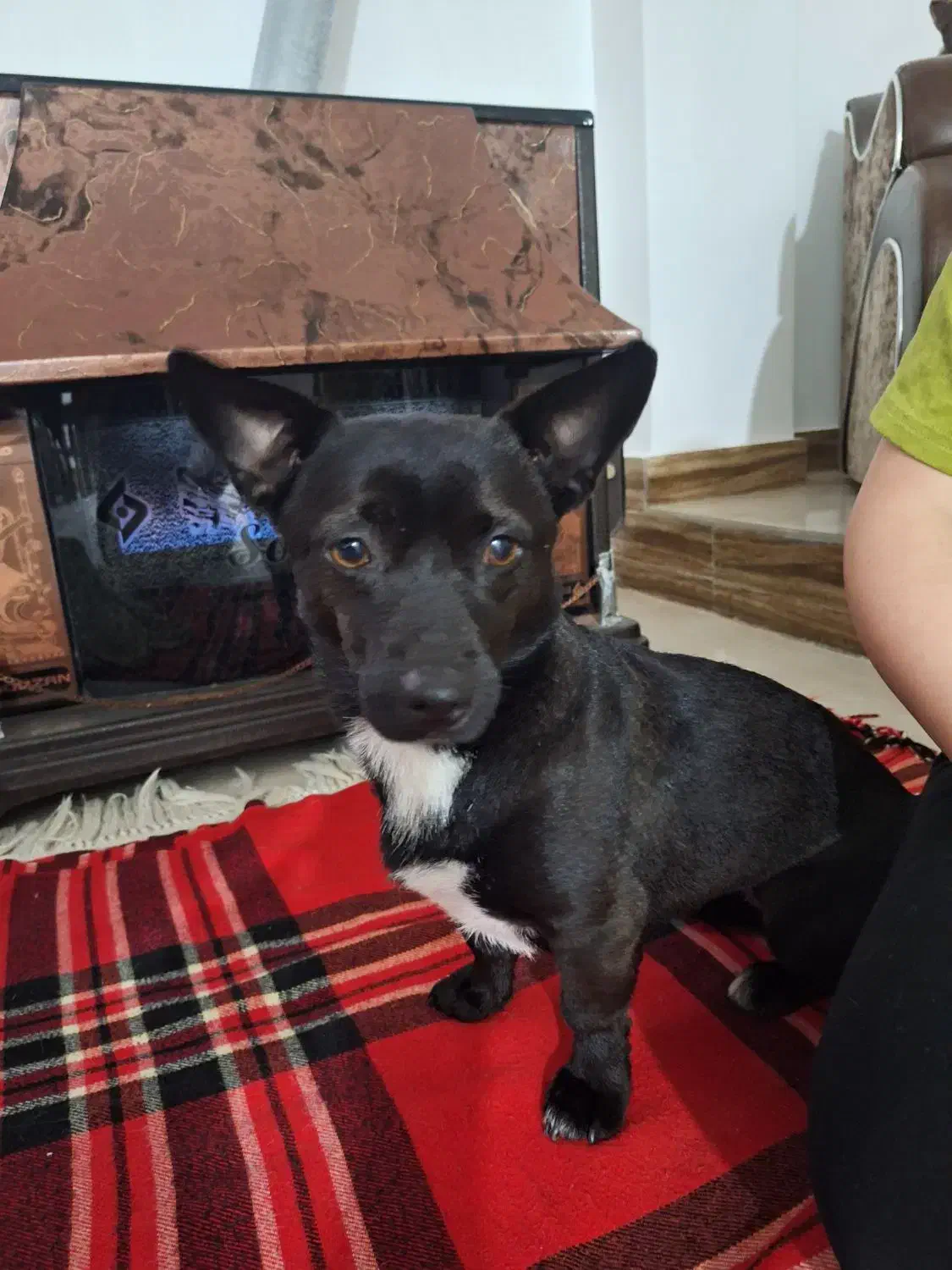 سگ پیدا شده|حیوانات|احمدسرگوراب, |دیوار