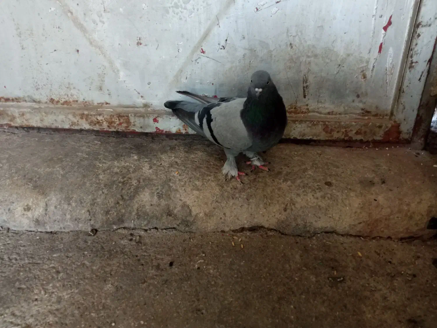 کبوتر|پرنده|بابا حیدر, |دیوار