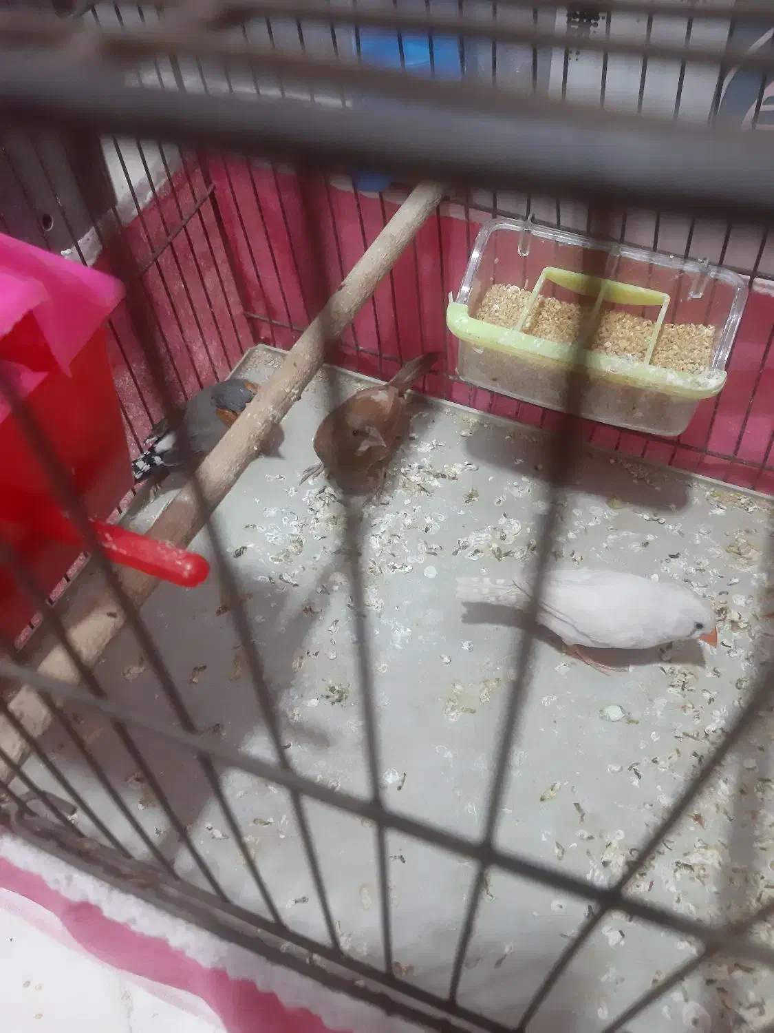 ۳ عدد فنج|پرنده|بندرعباس, |دیوار