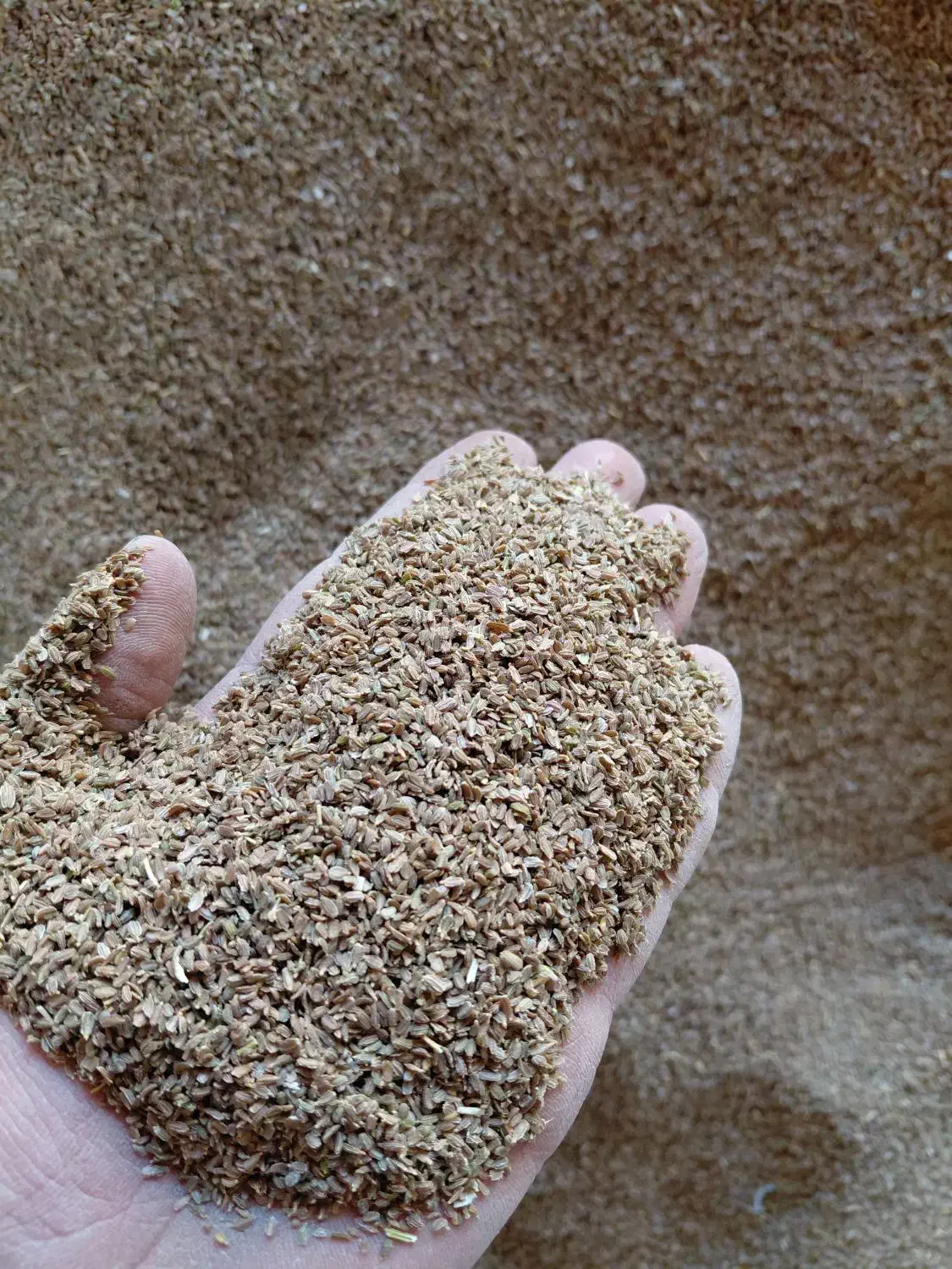 بذر هویج|خدمات باغبانی و درختکاری|فلاورجان, |دیوار