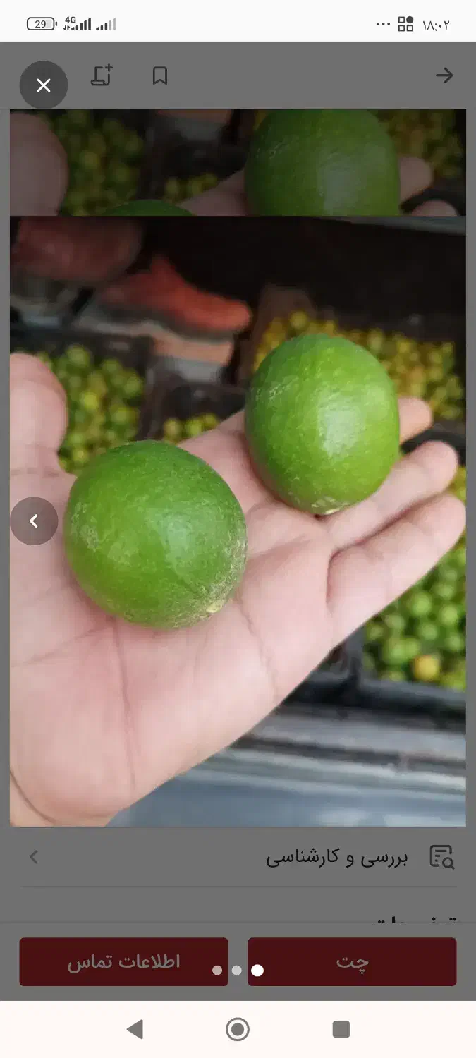 لیمو ترش|خوردنی و آشامیدنی|شیراز, ریشمک|دیوار