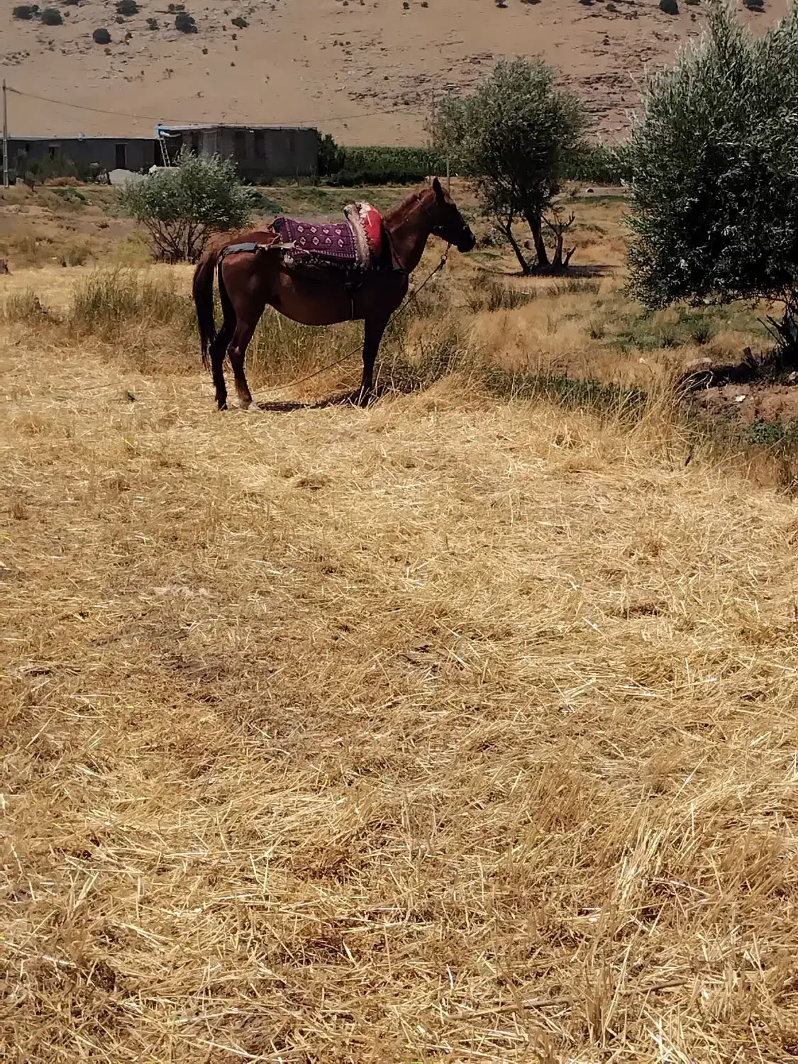 اسب مادیان|اسب و تجهیزات اسب‌سواری|بیلوار, |دیوار