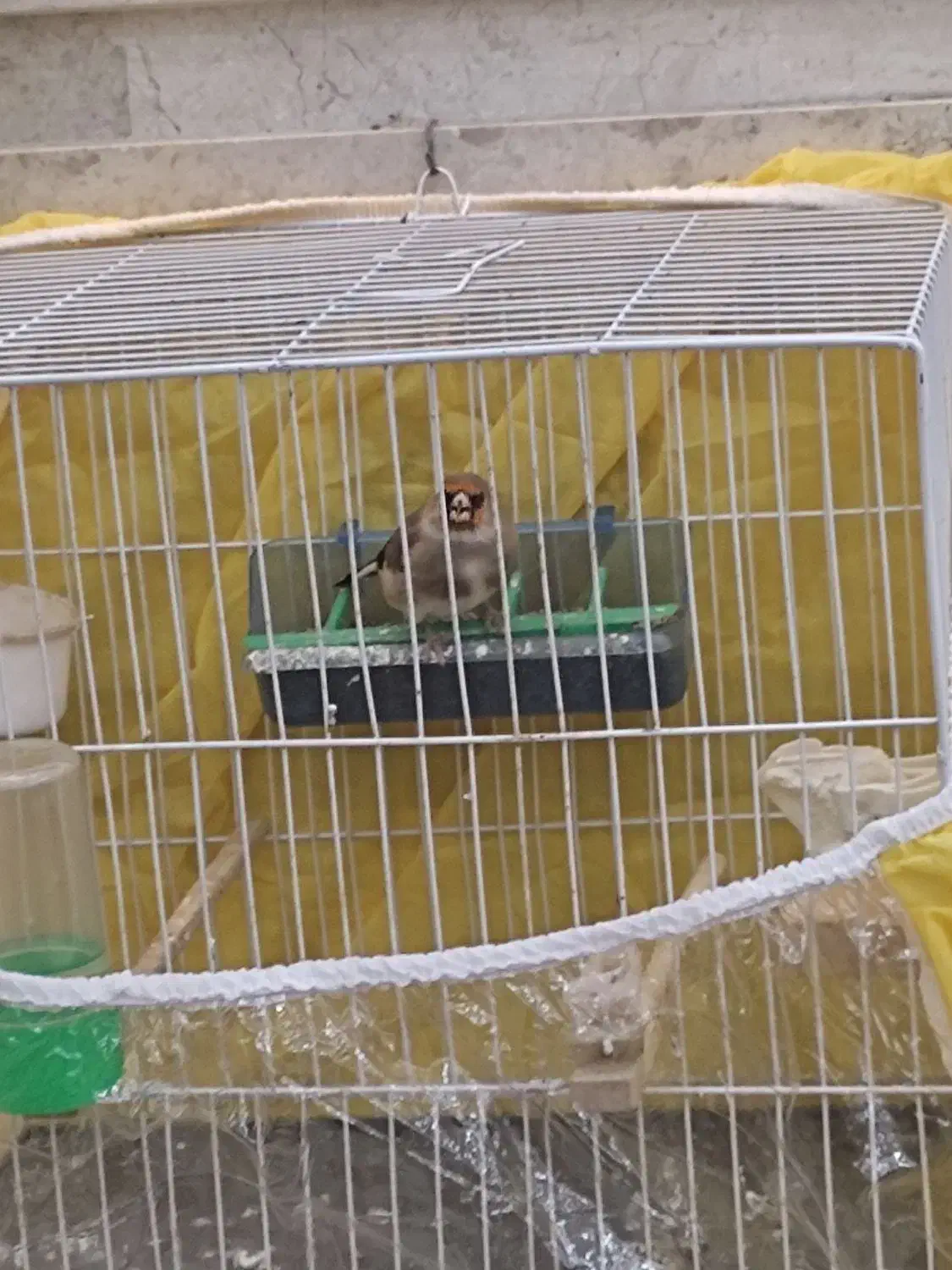 سهره|پرنده|مشهد, جاهد شهر|دیوار