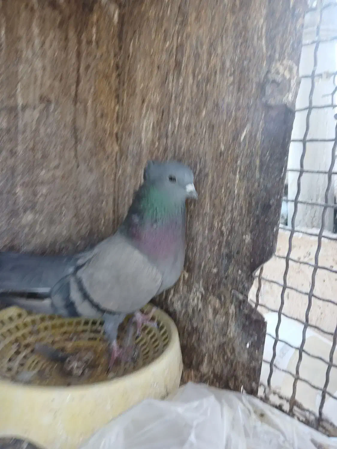 سلام.سبز،چشم سیاه بازیکن ماده به فروش میرسد|پرنده|نگار, |دیوار