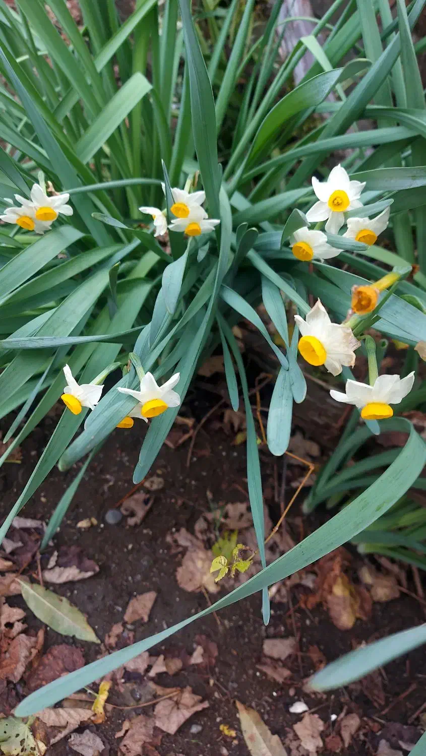 گل نرگس|گل و گیاه طبیعی|بندر انزلی, آخرخط|دیوار