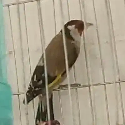 سهره.سقا|پرنده|کرمان, |دیوار