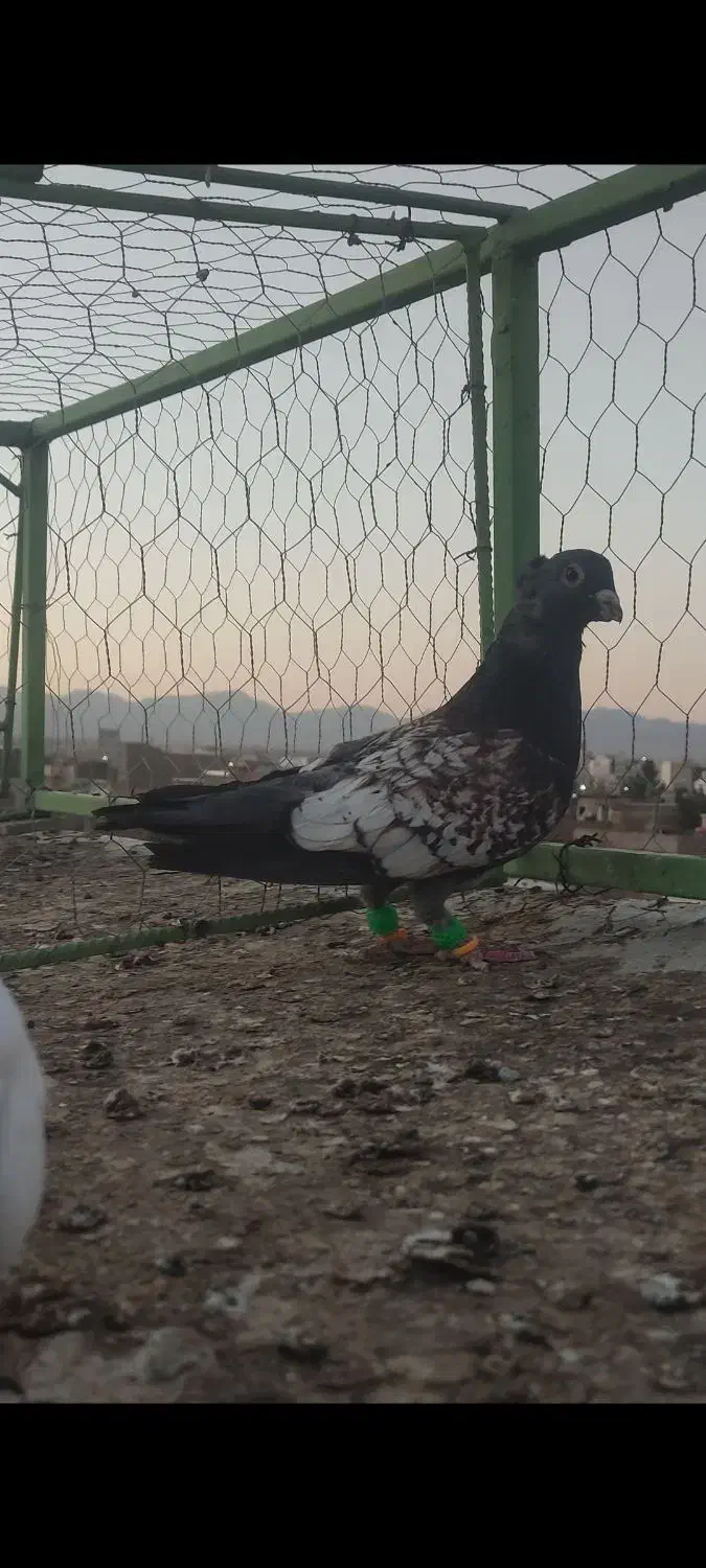 کفتر|پرنده|تربت‌حیدریه, باغ سلطانی|دیوار