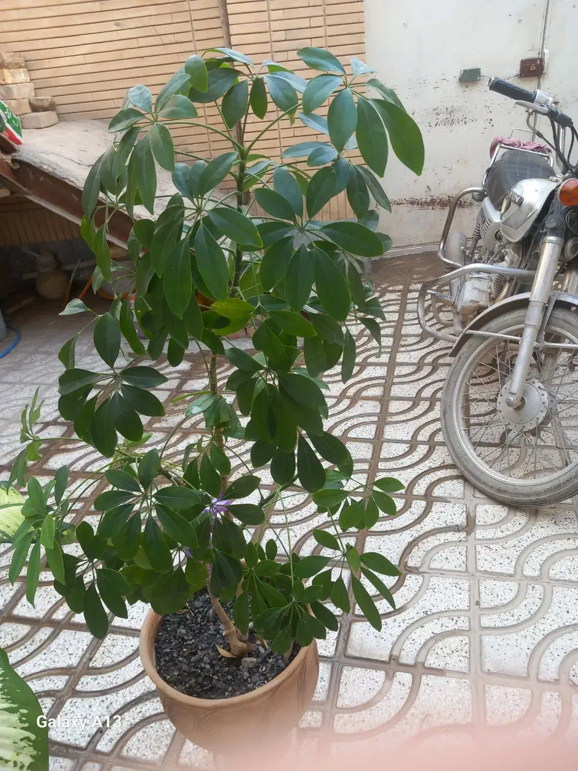 گل آپارتمانی|گل و گیاه طبیعی|نیشابور, شهرک رسولی|دیوار