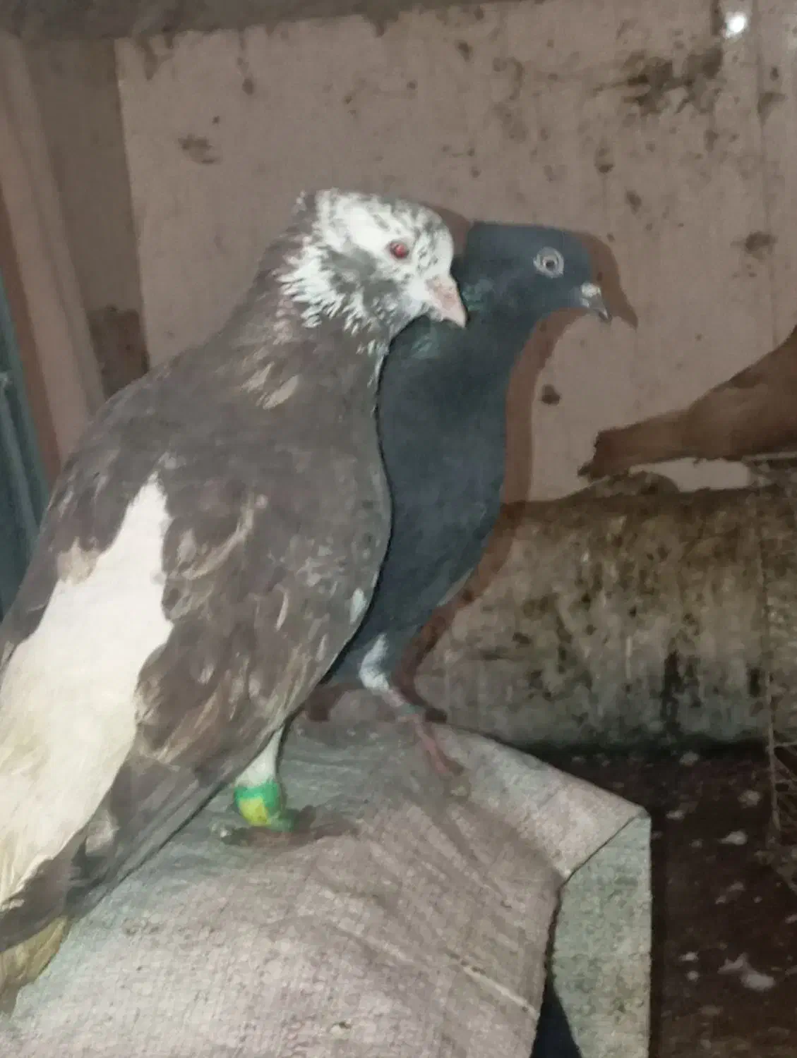 کبوتر جفت دم سفید|پرنده|سوسنگرد, |دیوار