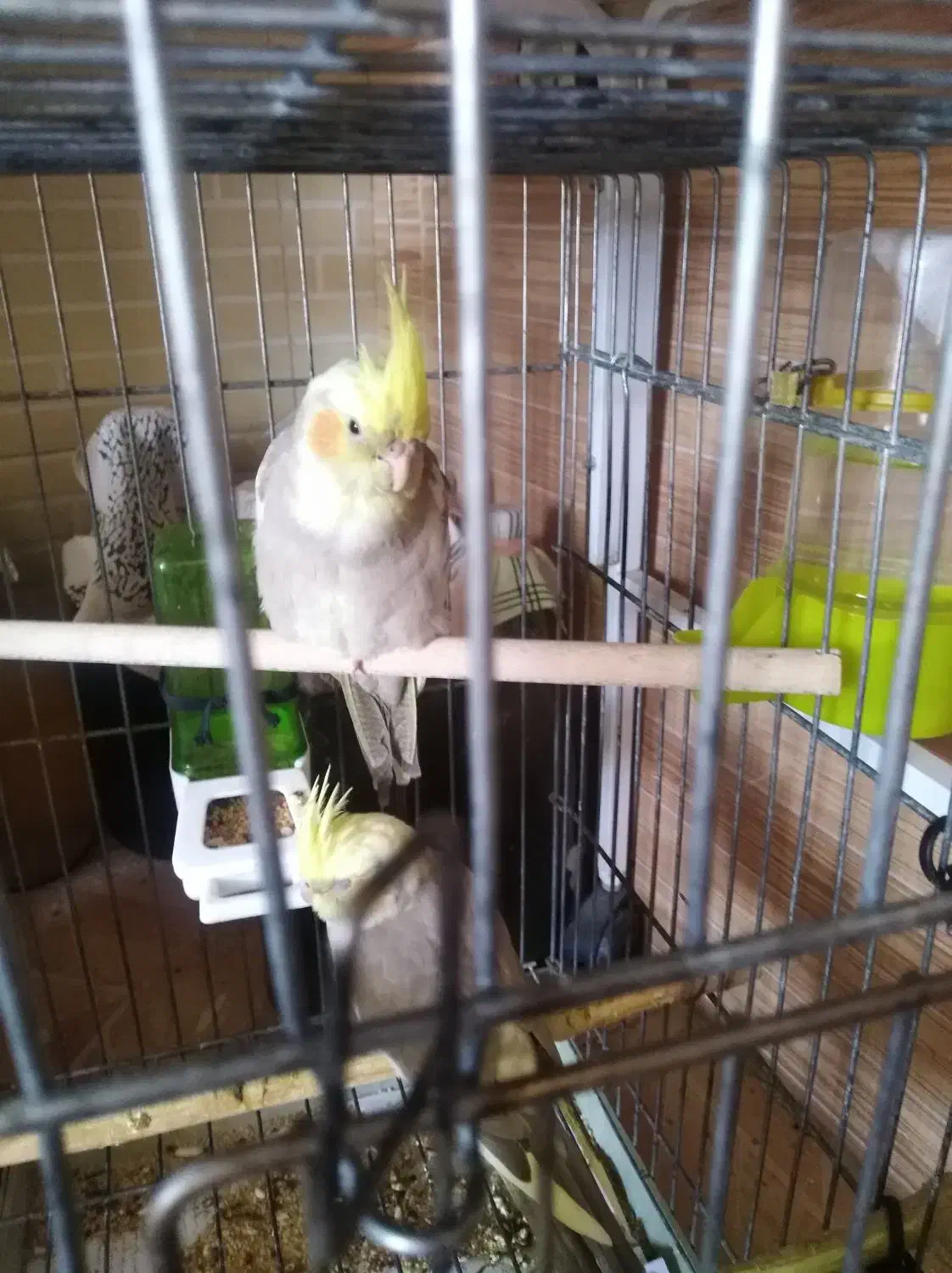 عروس هندی|پرنده|شیراز, محراب|دیوار