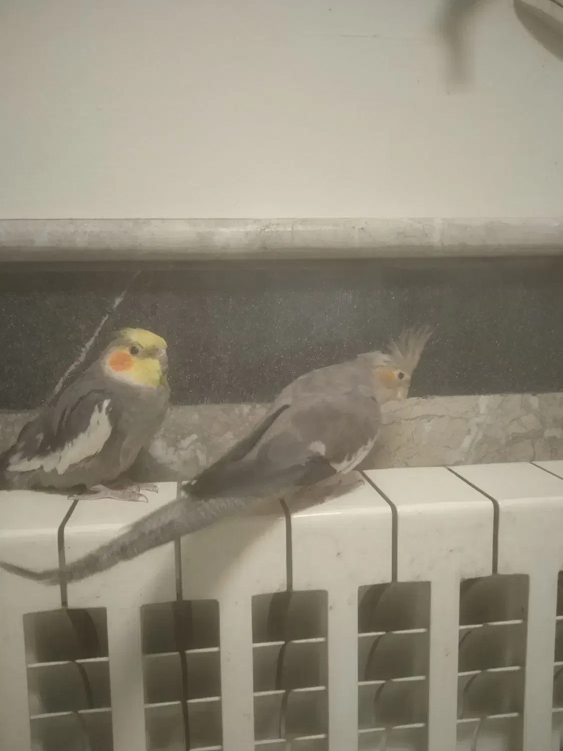 عروس هلندی|پرنده|رشت, سعدی (تختی)|دیوار