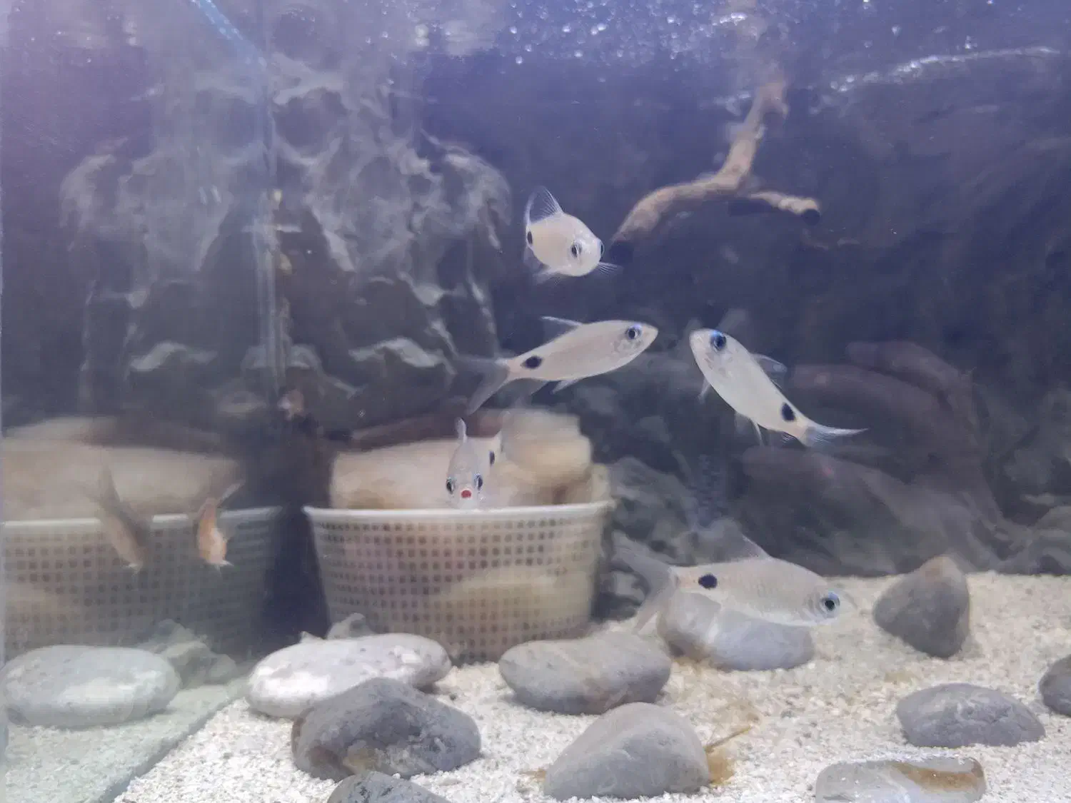 ماهی بارب فیلامنت|ماهی|زاهدان, |دیوار