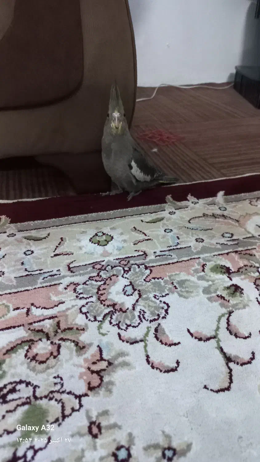 جوجه عروس هلندی|پرنده|مشهد, نوید|دیوار