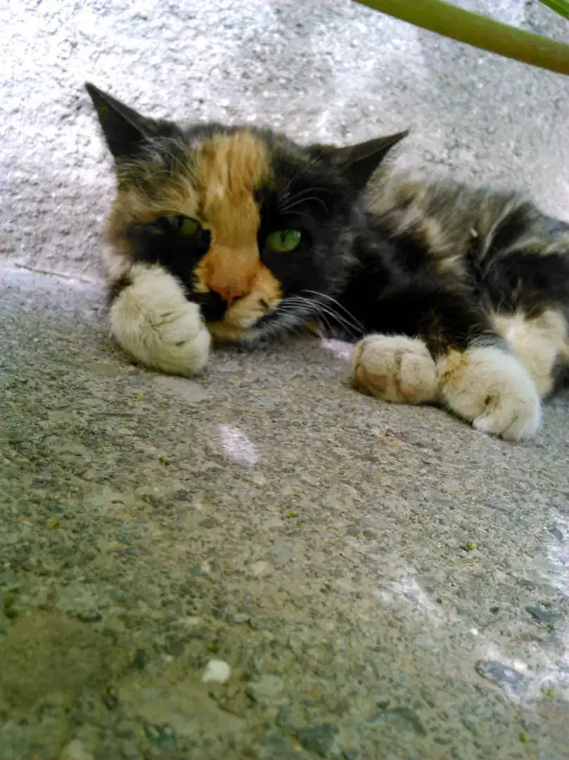 مادر گربه|گربه|تربت جام, میان جام|دیوار