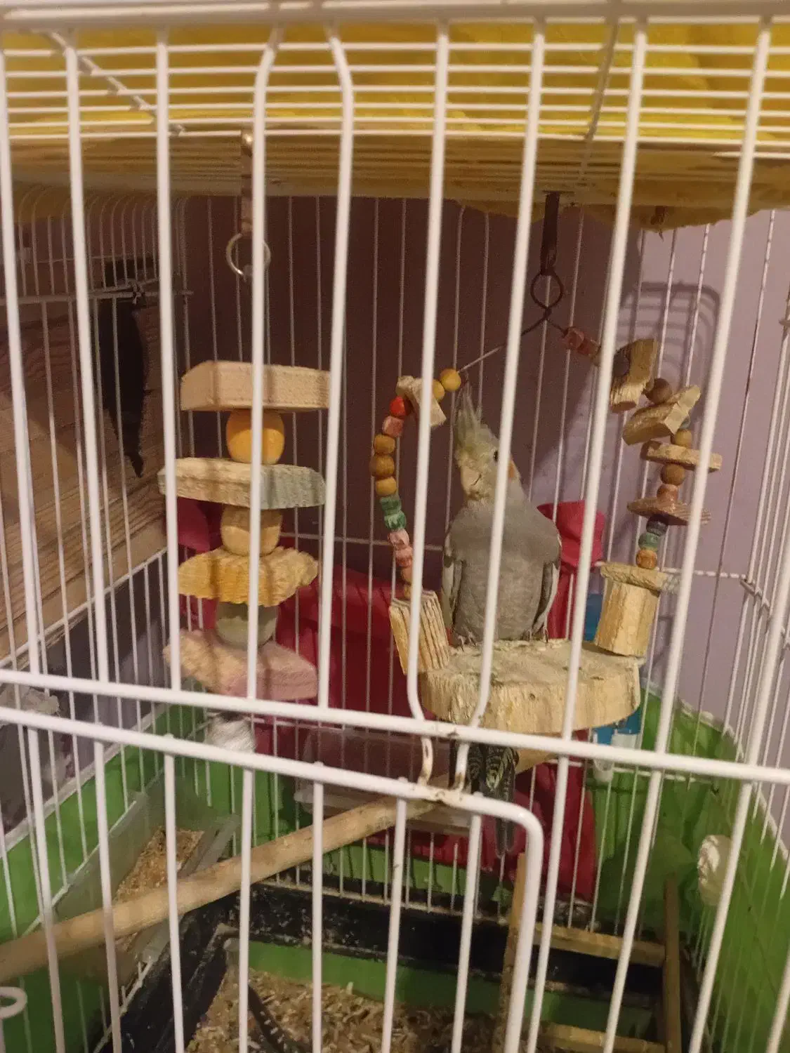 عروس هلندی نر|پرنده|محمدشهر, محمدشهر|دیوار