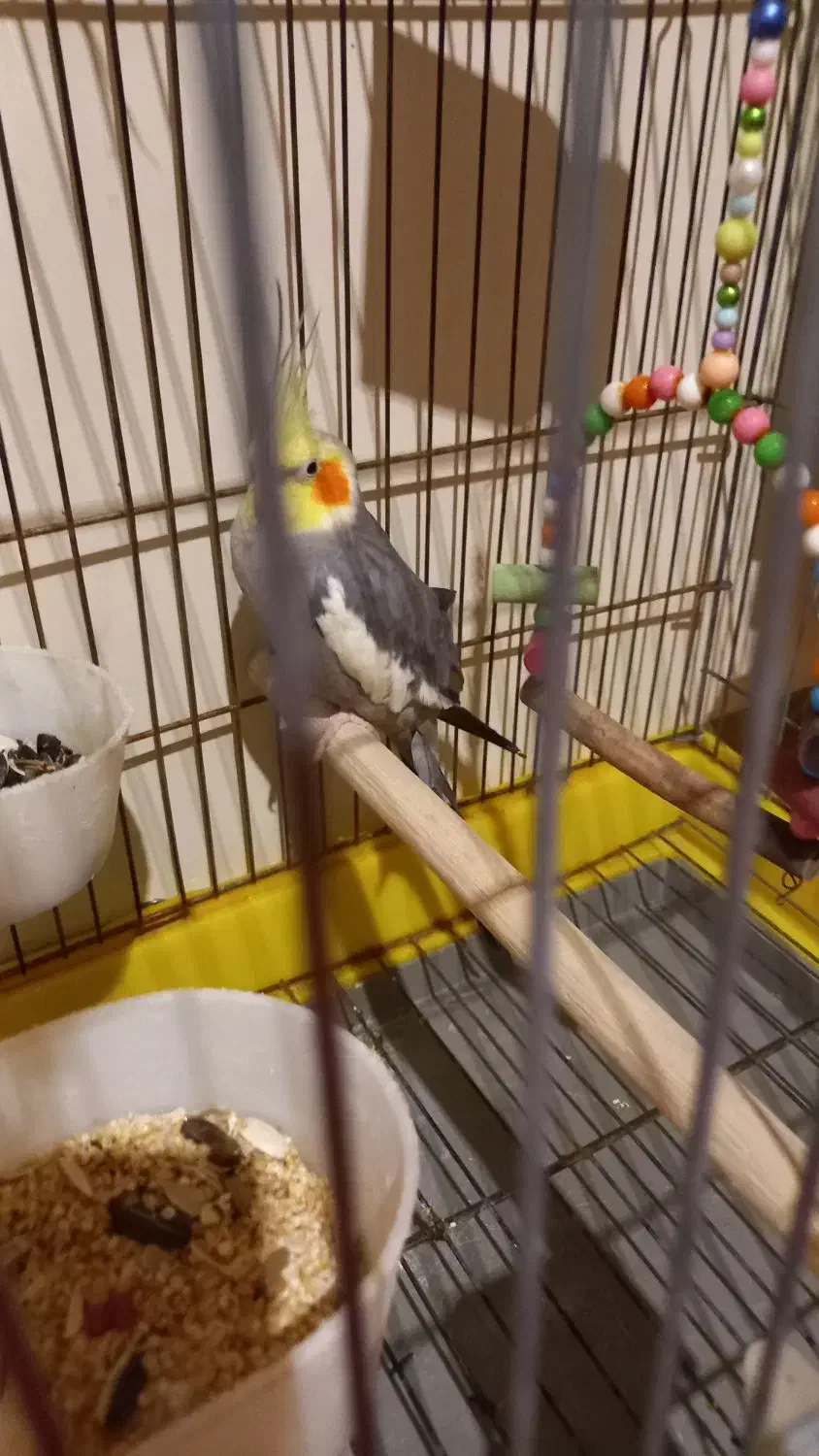 عروس هلندی|پرنده|پاکدشت, شهرک امام رضا|دیوار