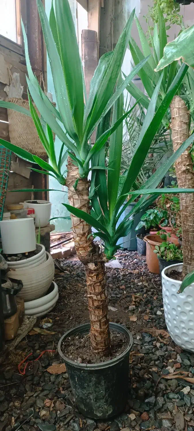 گلهای زیبا واسه مامانای خوشگلمون|گل و گیاه طبیعی|نیشابور, کشتارگاه|دیوار