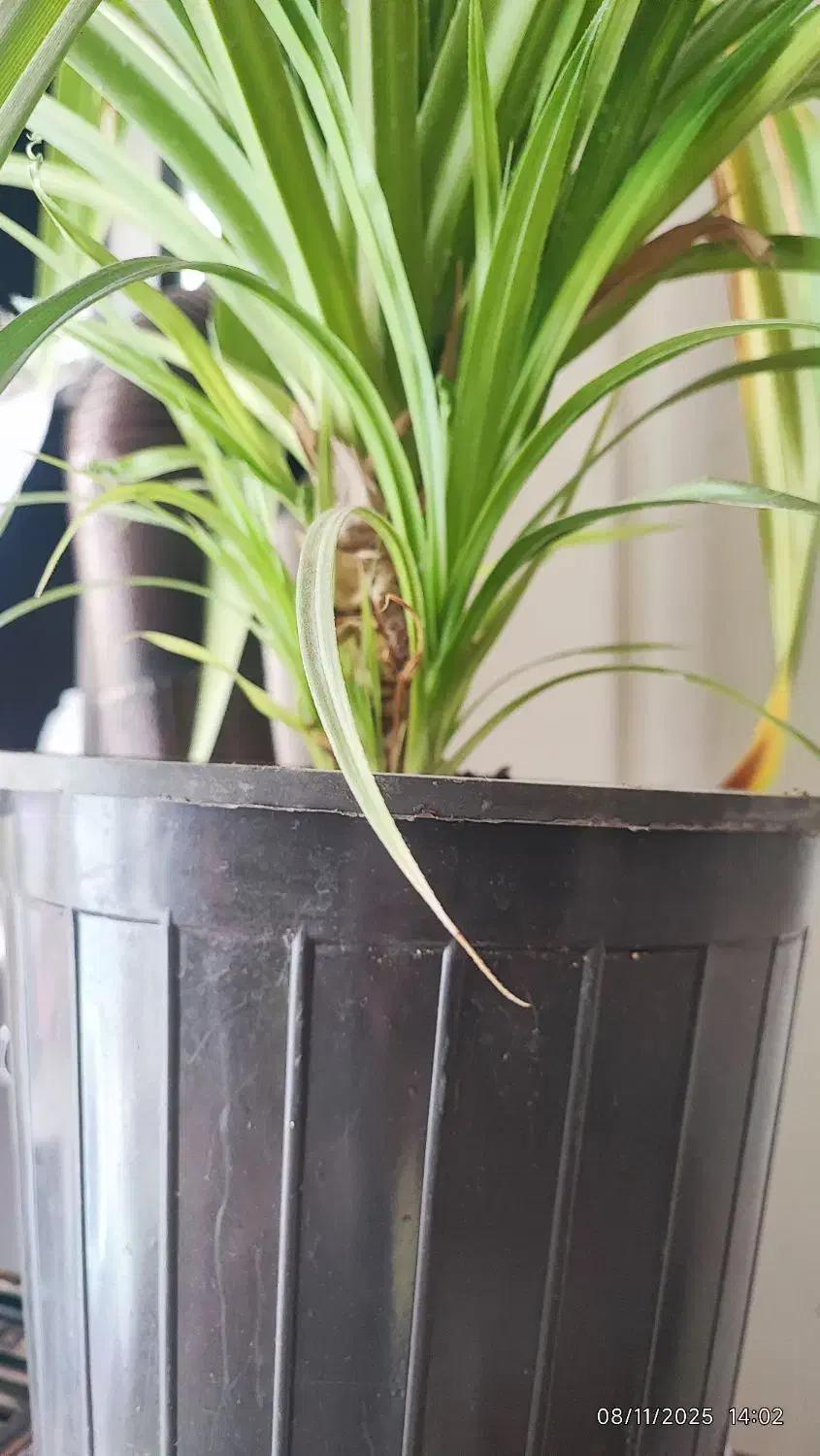 گل بزرگ|گل و گیاه طبیعی|بیرجند, |دیوار