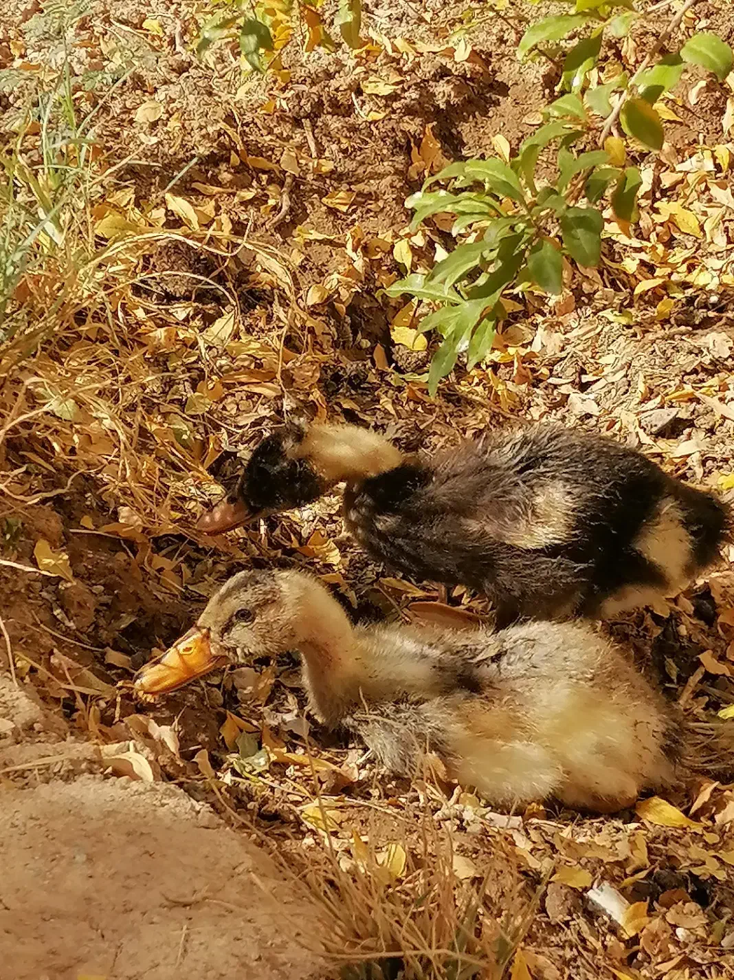 جوجه اردک 40 روزه|حیوانات مزرعه|قم, پردیسان|دیوار