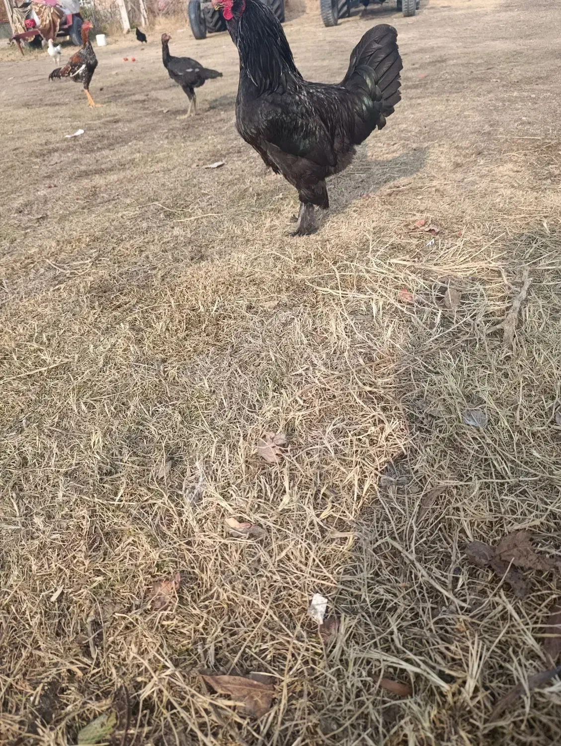 خروس مرندی|حیوانات مزرعه|نوشین شهر, |دیوار