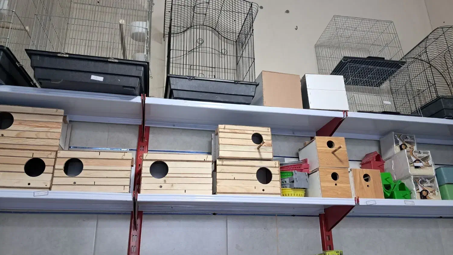 پرنده|پرنده|قیدار, |دیوار