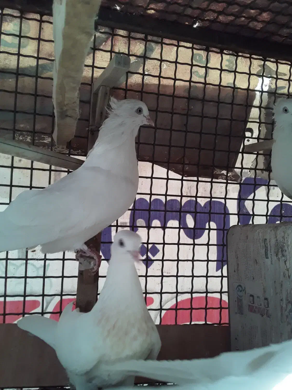 سلام فروش ۸کبوتر سفید کلایی چشم سفید|پرنده|بم, |دیوار