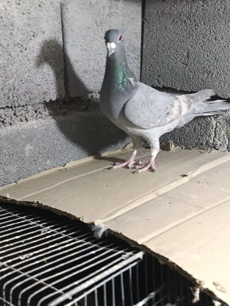 کبوتر طاووسی و طوقی|پرنده|شیراز, رکنآباد|دیوار